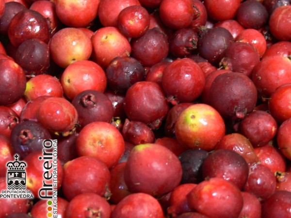 Guayabo fresa - Strawberry Guava - Guaiabo fresa (Psidium cattleianum) >> Guayabo fresa (Psidium cattleianum) - Cosecha Guayabo fresa.jpg